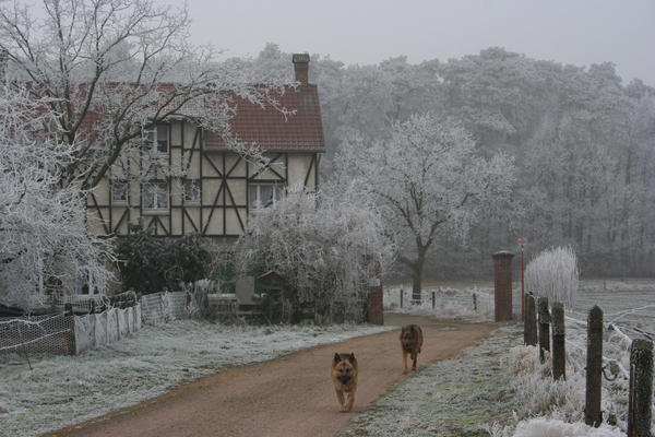 bob en rex op winterse wandeling