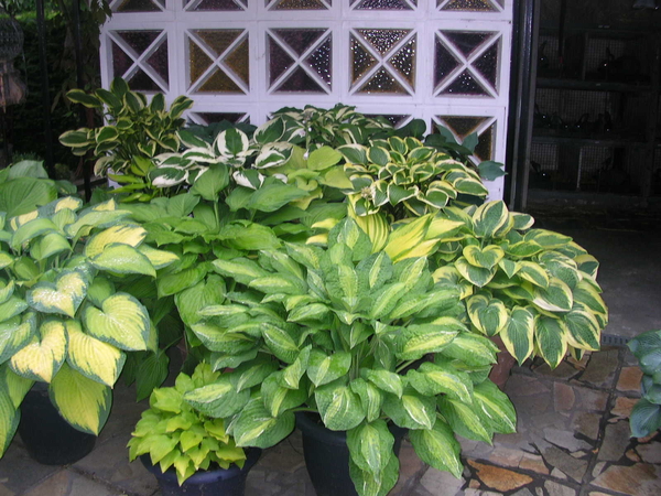 hostas
