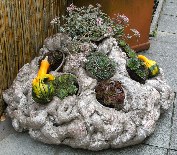 rots pu schuim sempervivum sedum sierpompoenen bieke's creaties