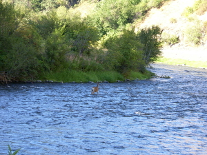 snake river