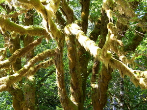 regenwoud olympic np