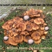 nieuw soort paddenstoel ondekt aan de moezel