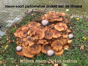 nieuw soort paddenstoel ondekt aan de moezel