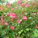 DSCN9073_0171