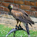 DSC00002 buizerd