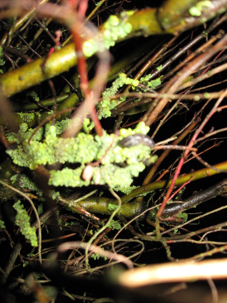 speelse harmonie tussen takken salix integra , mos en licht