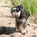 Inca