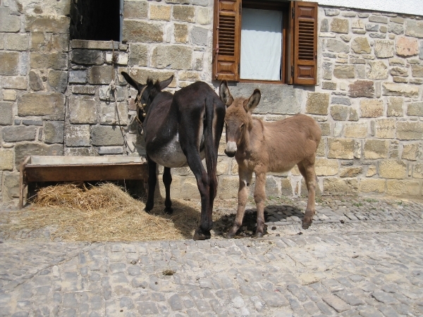 Navarra hugo 2008 052