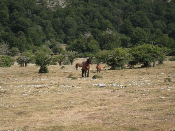 Navarra hugo 2008 176