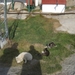Groenland 2008 166
