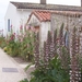 Talmont Gironde,straat met vele stokrozen en andere bloemenE