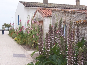 Talmont Gironde,straat met vele stokrozen en andere bloemenE