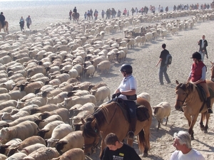 Le Croto-Feest van het schaap