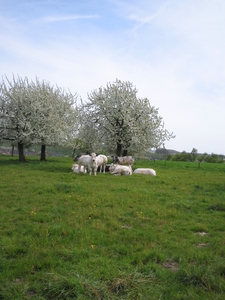 borgloon 27-4-08 010