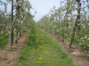 borgloon 27-4-08 011