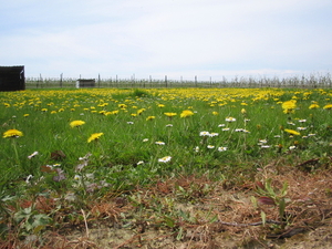 borgloon 27-4-08 012