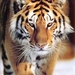 tijger