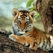 tijger 1