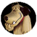 lachhond