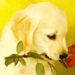 hond met roos