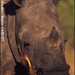 white_rhino_mouth