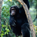pan-troglodytes-schweinfurthi