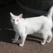 frits