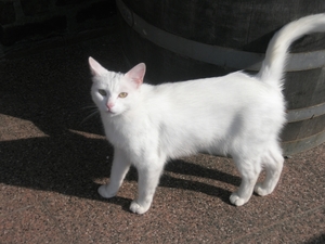 frits