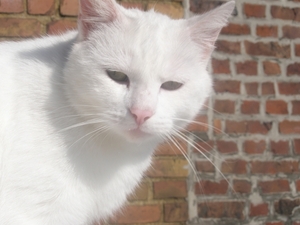 frits