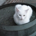 frits