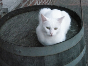 frits