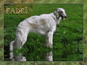 knap%20fade%EF-ke