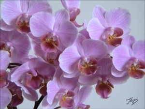 Orchidees