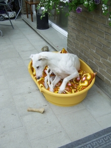 een eigen mand doet het ook goed