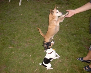 hondeweide Judy-Lara