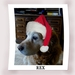 REX -KERST