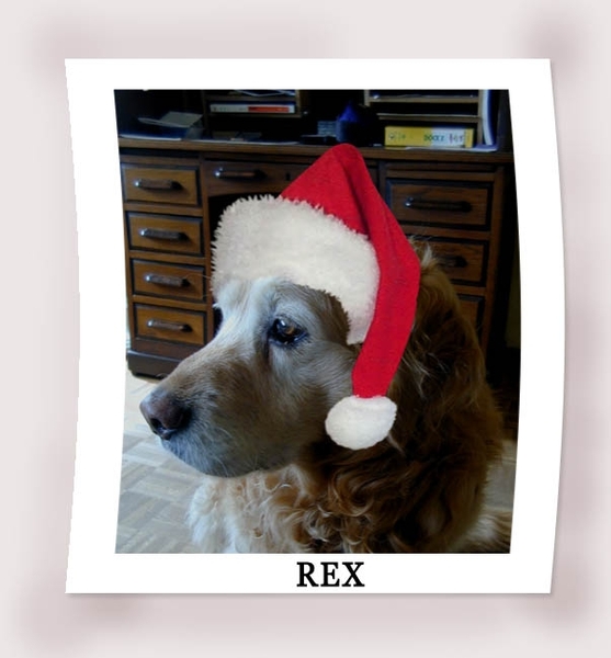 REX -KERST