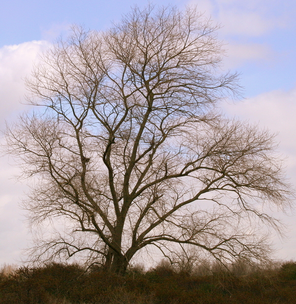 Koksijde -natuurgebied 