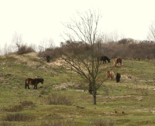 Doornpanne - Koksijde