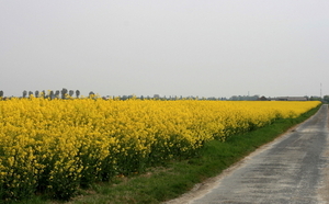 Koolzaadvelden