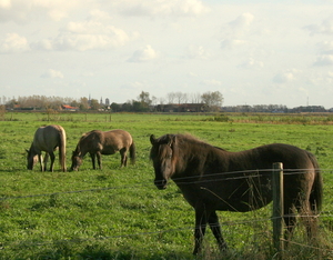 Het vlakke land dat het mijne is.