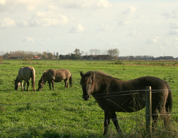 Het vlakke land dat het mijne is.