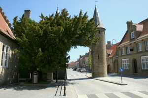 LO - oude stadspoort en de Caesarsboom
