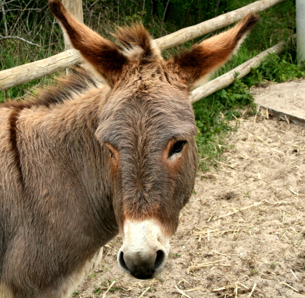 Bewoner van de Doornpanne