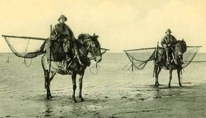 garnaalvissers te paard. (uit de oude doos)