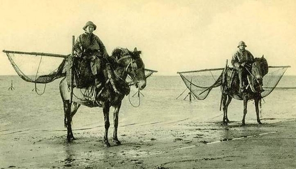 garnaalvissers te paard. (uit de oude doos)