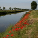 De papaver in volle bloei !
