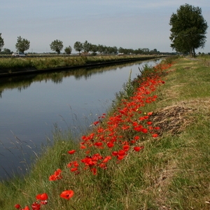 De papaver in volle bloei !