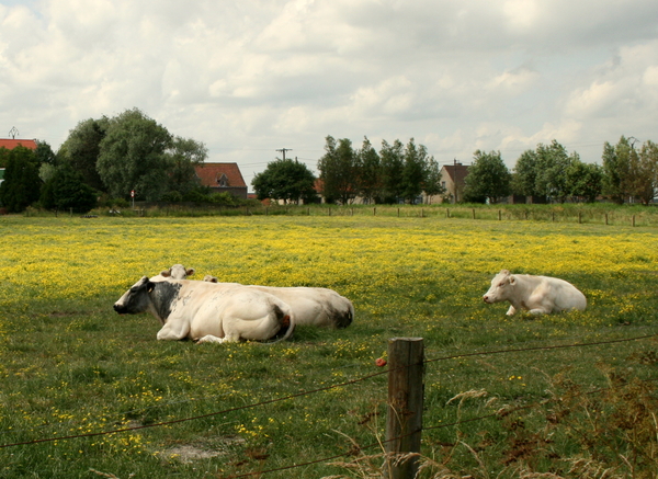 Rusten op een bloementapijt.