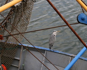 Nog even zoeken naar een hapje ?